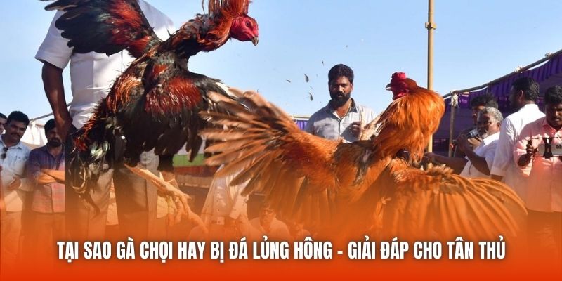 Tại Sao Gà Chọi Hay Bị Đá Lủng Hông - Giải Đáp Cho Tân Thủ
