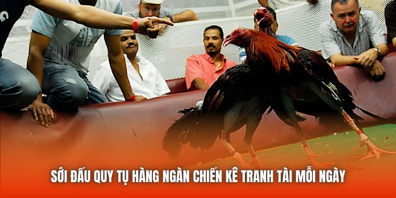 Sới đấu quy tụ hàng ngàn chiến kê tranh tài mỗi ngày