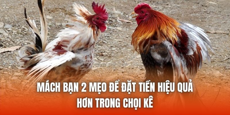 Mách bạn 2 mẹo để đặt tiền hiệu quả hơn trong chọi kê