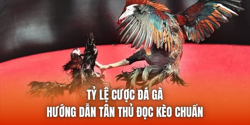 Tỷ Lệ Cược Đá Gà - Hướng Dẫn Tân Thủ Đọc Kèo Chuẩn